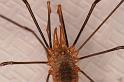 Phalangium_opilio_D8272_Z_89_Les Gris_Frankrijk